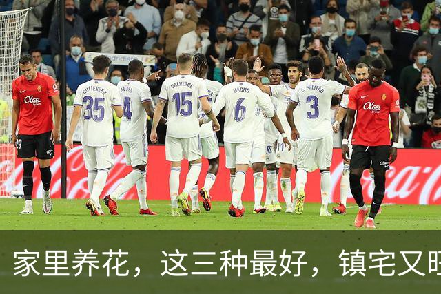 家里养花，这三种最好，镇宅又旺财，家家户户都能养